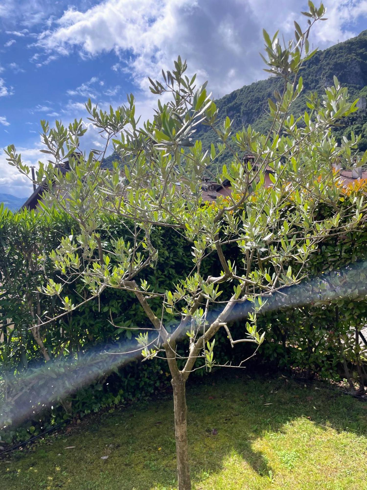 Comacina Villa Como Buitenkant foto